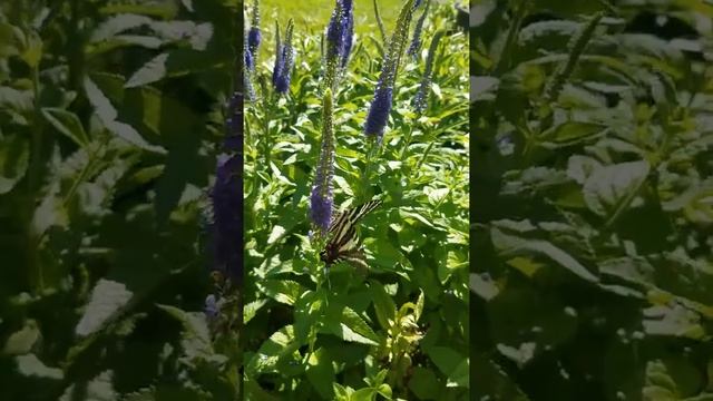 Zebra swallowtail 2018 Kansas city
