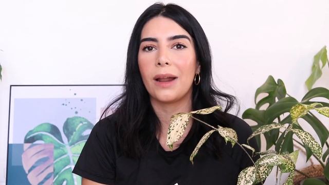 5 PLANTAS para quem MATA PLANTAS | Plantas para Apartamento