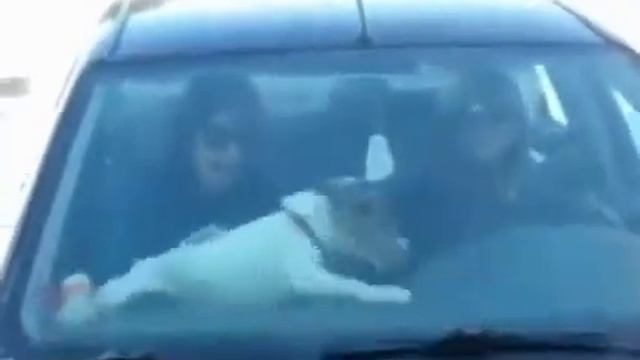 Кошки и Собаки прикольные моменты