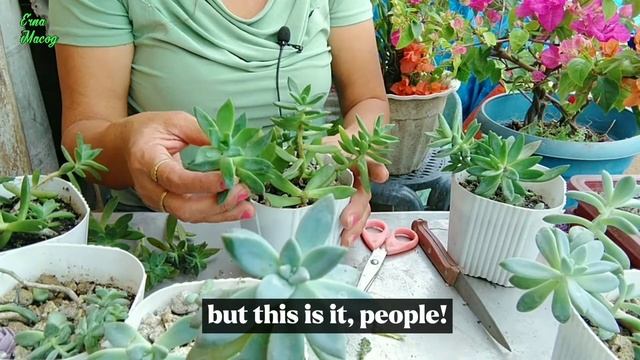 CARE TIPS SA SUCCULENTS NA TUMATAGAL SA ARAW AT ULAN!AT PAGPAPARAMI /ERNA MACOG