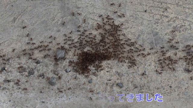 アリさんの団子（アミメアリ集合）