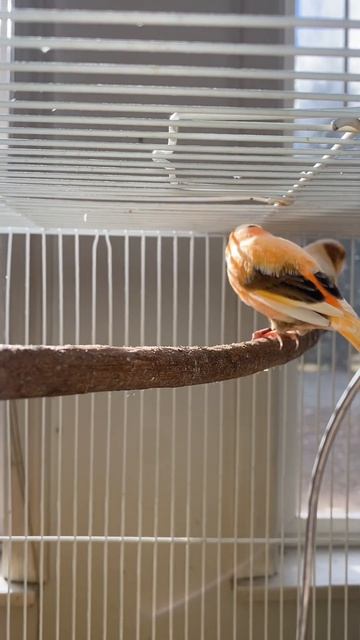Canary Pair