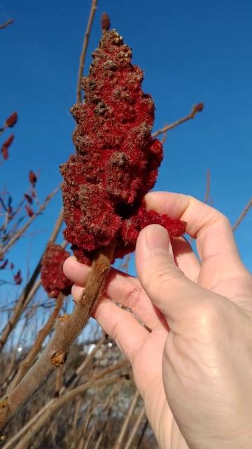 Staghorn Sumac in Winter #shorts