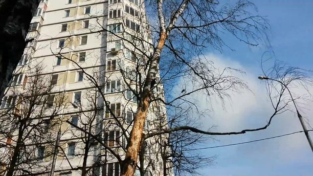 Желна черный дятел