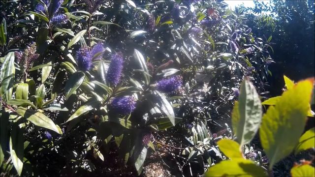 Bees on Hebe Sapphire.