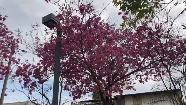 К нас все цветет. Очень красиво.