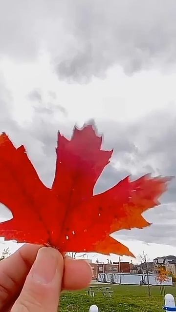 canada , Australia , #ielts #band #bharjana #wmk #waheguru #satnamwaheguru #bolesonehal #satshreaka
