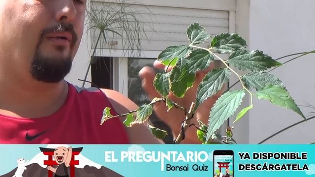 Actualización Bonsai Zero Celtis Australis - INTERESANTÍSIMO!!!