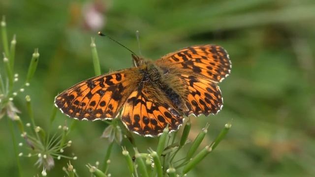 Herken de paarse parelmoervlinder (Boloria dia)