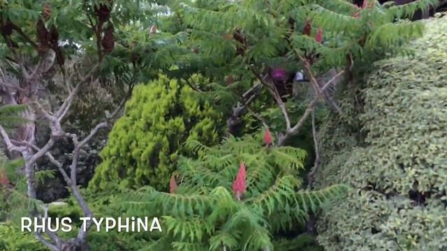 Rhus typhina. Garden Center online Costa Brava - Girona.