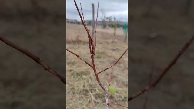 Златка.повреждение молодых саженцев.