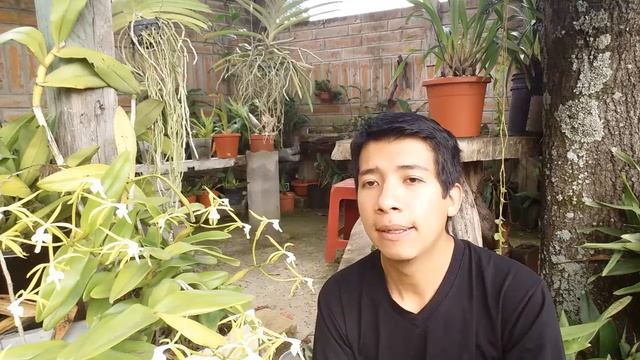 ¿Cómo cuidar y mantener orquídeas Epidendrum? || Orquiplanet