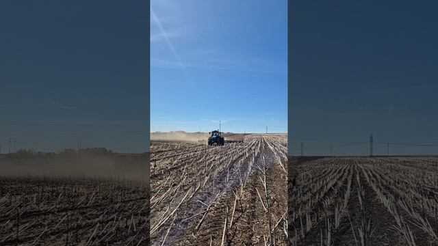 бороним подсолнечник 17.04.25г