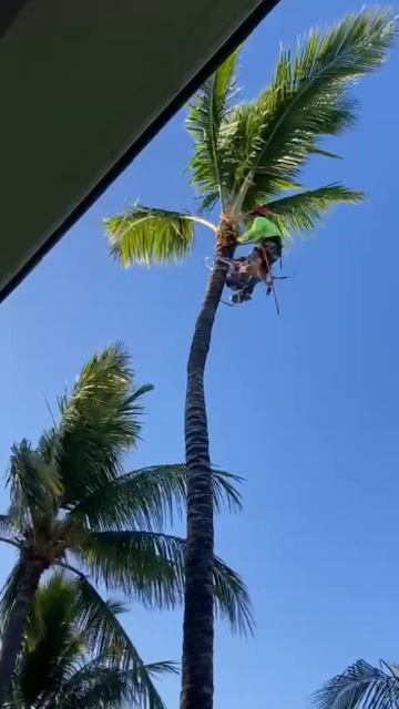 Trimming some coconut palm trees #outdoors #hawaii #palmtrees #shorts