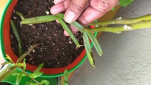பிரண்டை/adamant creeper வளர்ப்பு || வீட்டு தோட்டத்தில் பிரண்டை வளர்க்கலாமா?