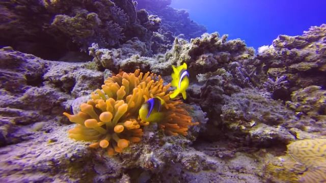 Red Sea Anemone Fish