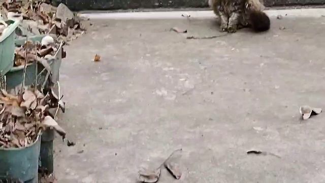 У Матроскина новая Маруся