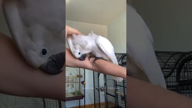 Какаду и Жако на одной руке хозяйки