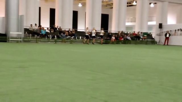 Calamus One for All - rBOG Intrnational Dog Show Poznań 2017