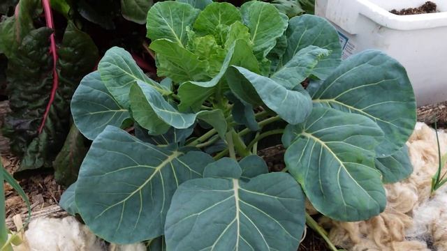 Sneak Peek of the Spring Greenhouse Tour: What's Growing March 2023?