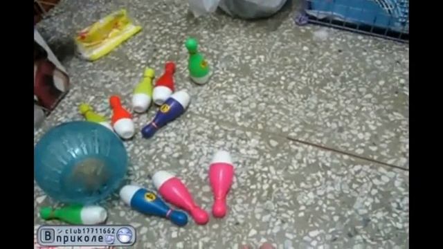 Пробивной хомяк
