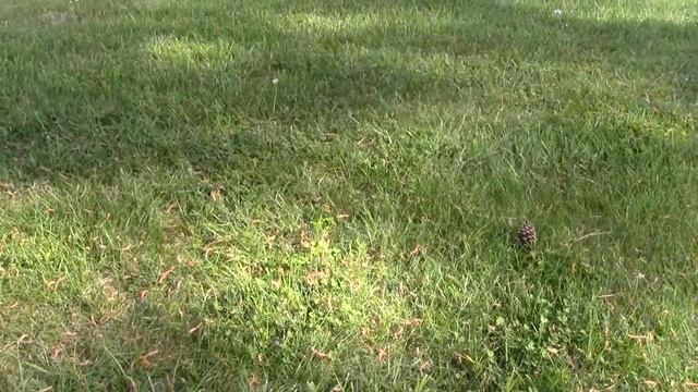 Pond Garden, Rain Barrel, and Growing Grass