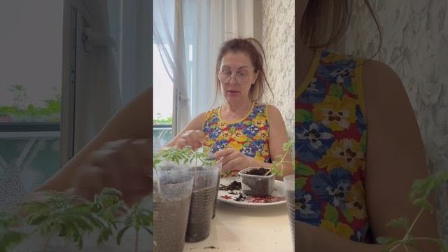Как выглядит рассада Дидискуса.