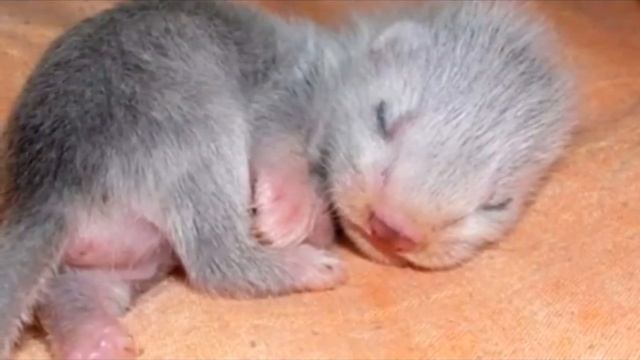Мальчик нашел в траве странного котёнка , каково же было его удивление, когда малыш подрос