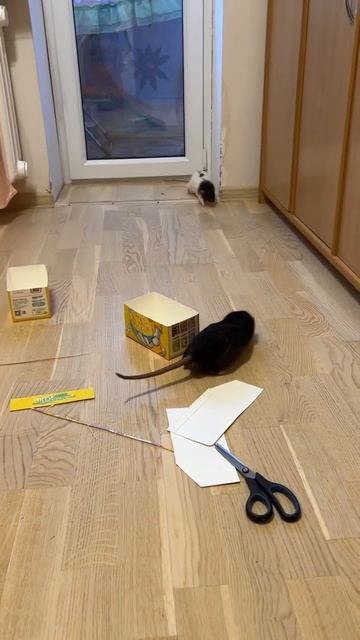 Татоша никогда не прешкодит Емельяна 😂 #rat #крысы #animal