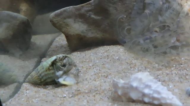 Caranguejo-eremita (Diogenes Pugilator) A Comer Berbigão