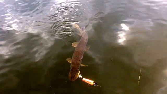 Angry pike in lake Mälaren !