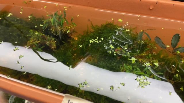 Rare Aquarium Plant Unboxing & 2 week update