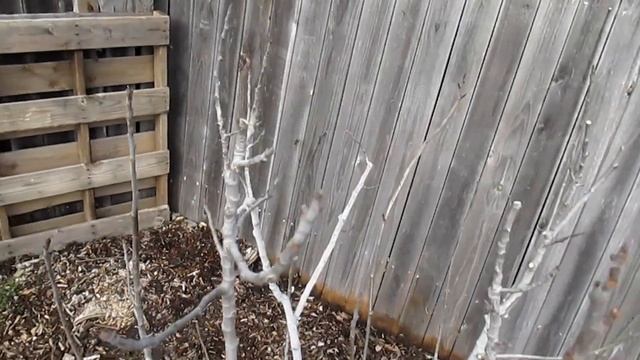 Fig Tree Pruning & Propagation | All You Need To Know