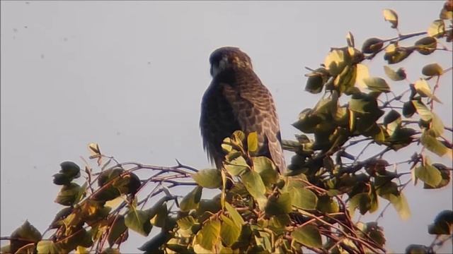 Juvenile Hobby falcon (Falco subbuteo)