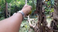 Vlog # 97 FARM LOT FOR SALE - 4000sqm - Bunga, nagcarlan, laguna, philippines