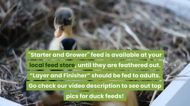 Raising Ducks - How to Raise Healthy Ducks