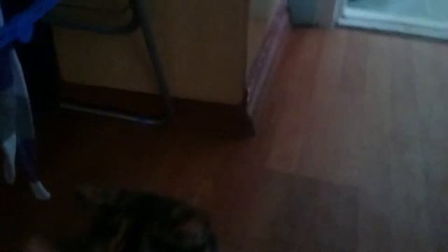 Моя кошка 🐱 Сима