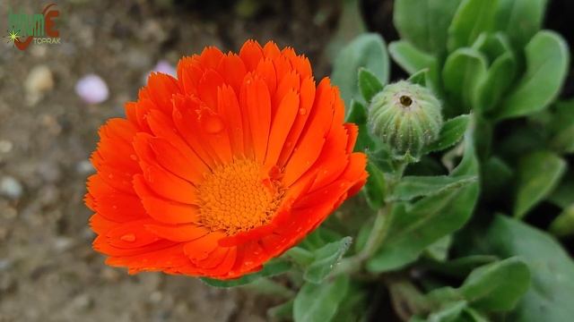 PORTAKAL NERGİSİ OTU - Aynı Sefa (Calendula Officinalis) / Cennetime Kavuştum / Yenen Yabani Otlar