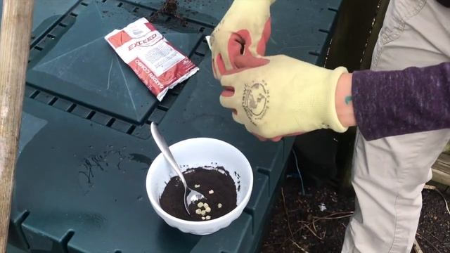How to Plant Peas with Inoculant
