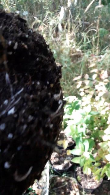 Перевалка в августе 3 литра какая корневая сейчас у гортензий