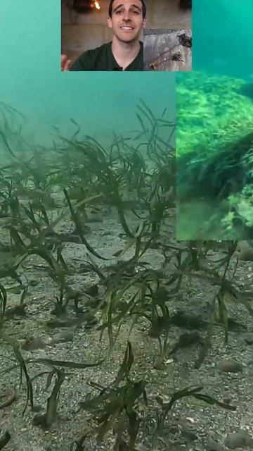 ¿QUÉ DIFERENCIA HAY ENTRE UNA ALGA y UNA PLANTA🌱?