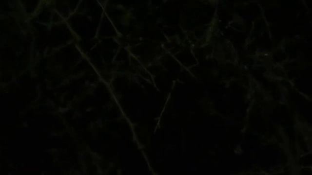 Шведский соловей / Svensk näktergal