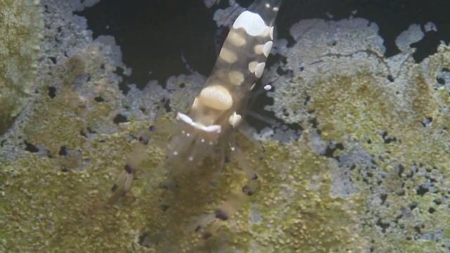 Ancylocaris brevicarpalis (Periclimenes brevicarpalis) – Pfauenaugen Anemonengarnele