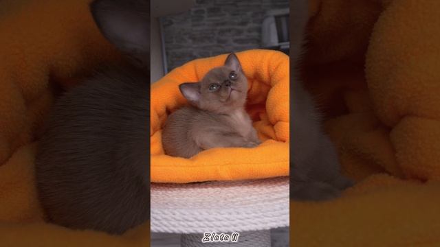 Бурманский котёнок шоколадного окраса - Zlata II  Freya Way