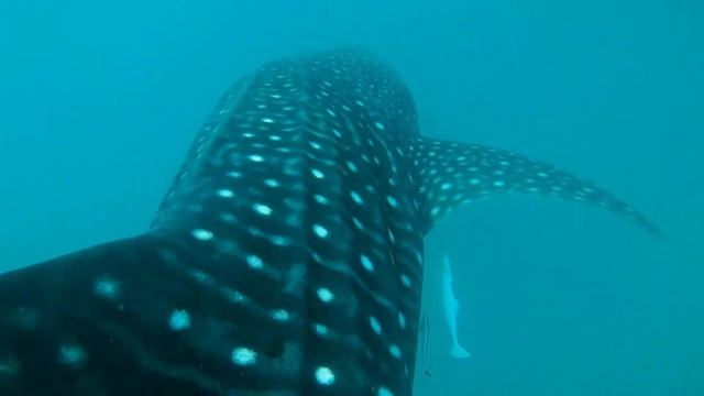 Swimming with Whale Sharks on Mafia Island