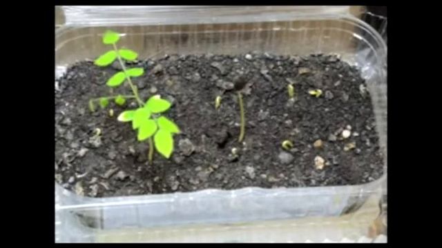 Carambola (star fruit) germination and seedlings´ growth time lapse video