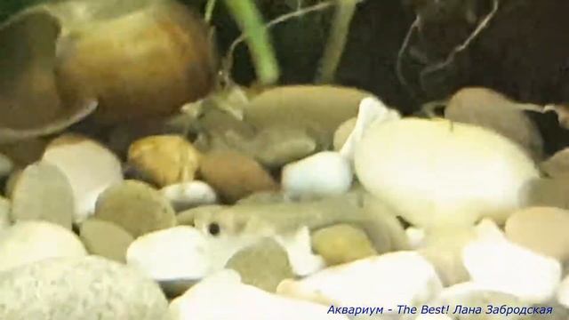 Мальки выросли и родили новых мальков