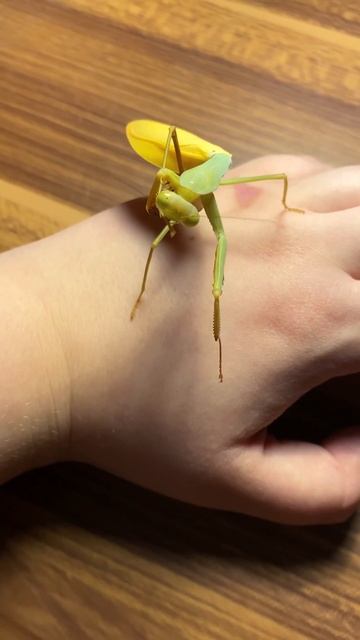 Golden Mantis - Hierodula venosa „bicolor“ (Weibchen) beim Putzen ❤️