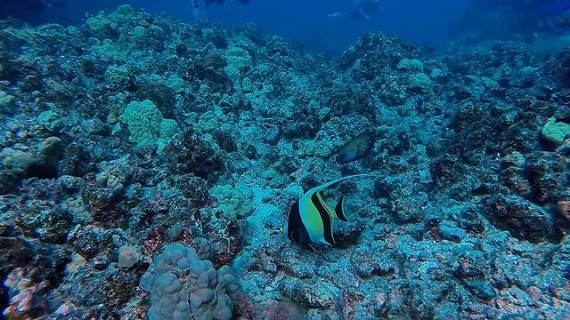Moorish idol
