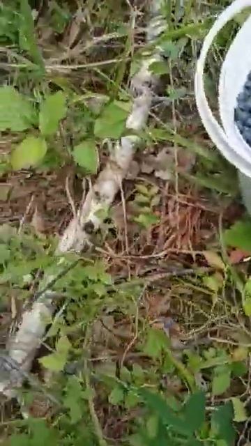 blueberries from Russia.  My mom loves to pick blueberries in the forest #nature #berries #forest